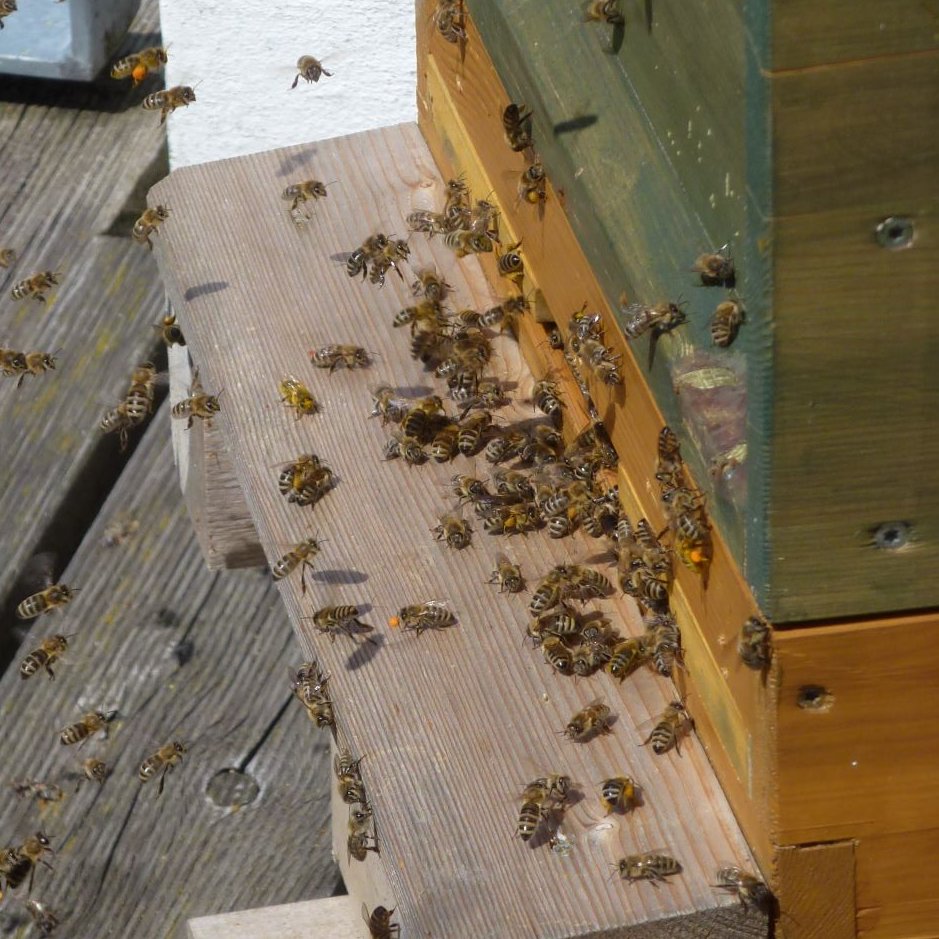 Aufnahme des Fluglochs eines Bienenstocks