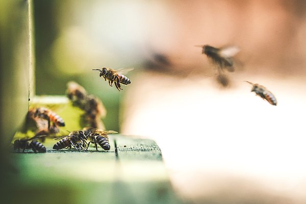 Bienen vor der Einflugschneise eines Bienenstocks